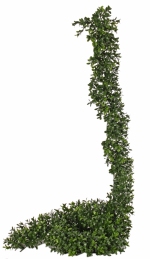 Kunstplant Buxus (Boxwood) slinger UVsafe, 180cm